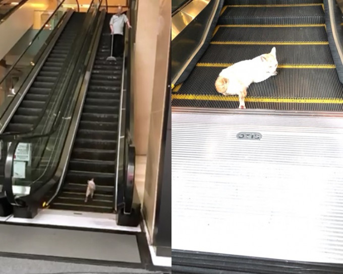 流浪貓逆上扶手電梯(左)  網民Jose Ho攝；流浪貓腳被電梯夾住 (右)  網民羅斯威爾攝