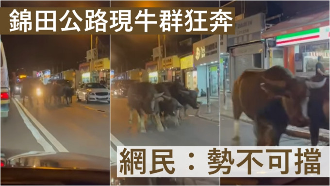 锦田公路有5只牛成群结队向前奔跑。FB影片截图