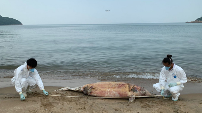 該鯨豚屍體已嚴重腐爛。圖：香港海洋公園保育基金