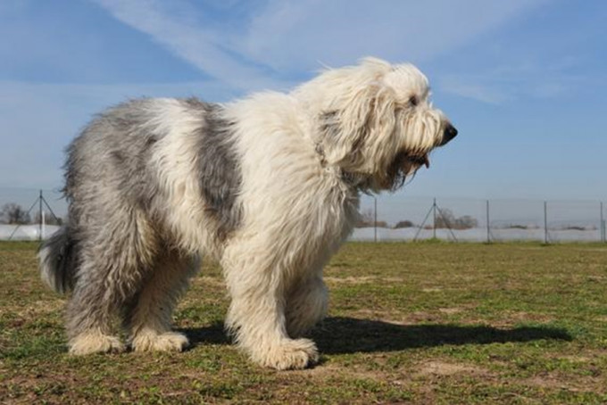 南韩现时的《动物保护法》并没规定英国古代牧羊犬需要戴狗罩。 示意图