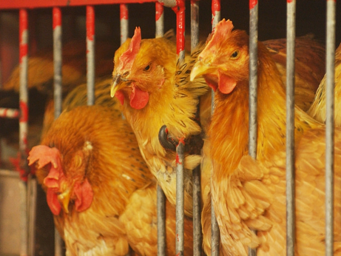 荷兰及南非爆发高致病性H5N1禽流感，本港暂停进口禽类产品。资料图片（示意图）
