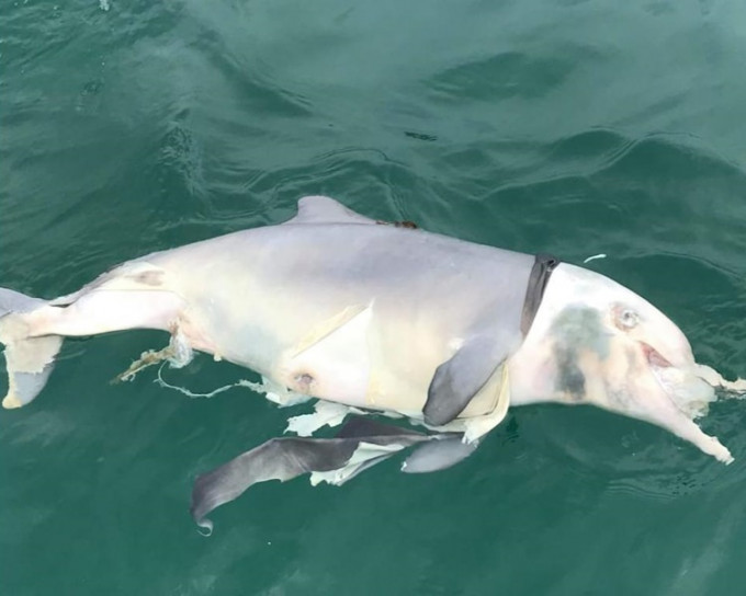 中华白海豚尸体已严重腐烂。图:报案者提供