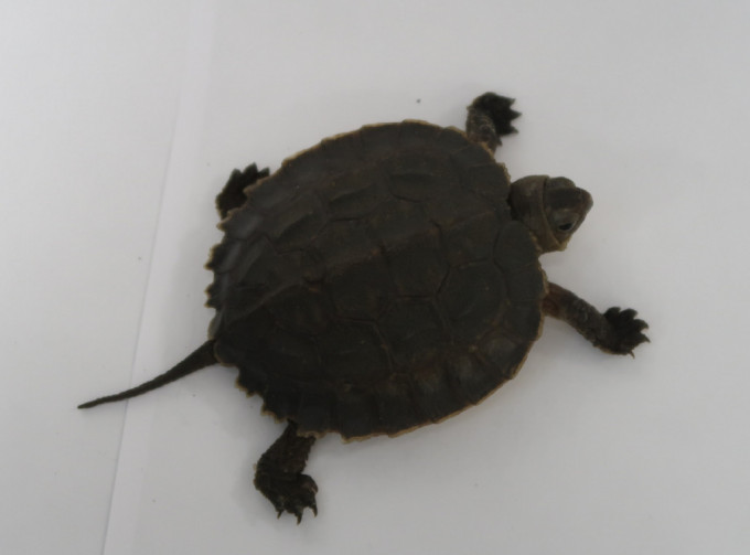 海关于机场检获18只疑属濒危物种活龟。政府新闻处