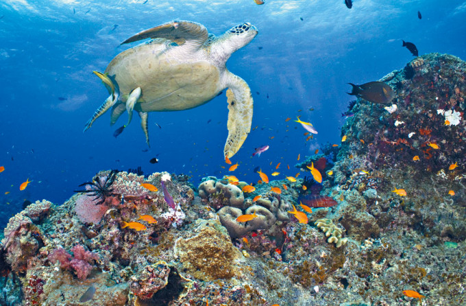 大堡礁的绿海龟和其他海洋生物。