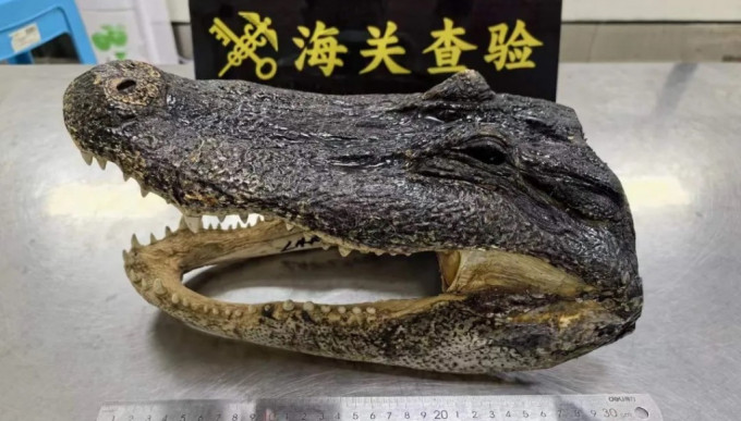 深圳湾海关查到一个鳄鱼头。