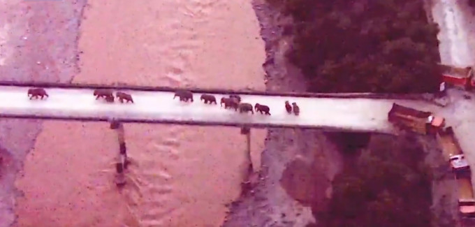 亚洲象群安全回家。央视截图