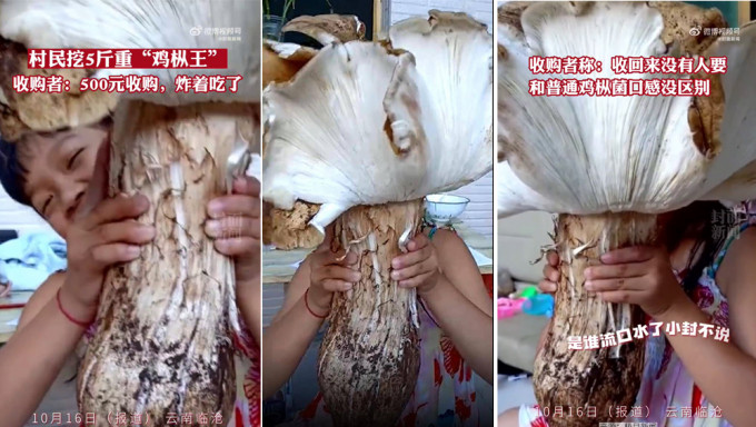 云南村民挖到重3公斤「菌王」，如小孩般大，收购者炸来吃称很香。