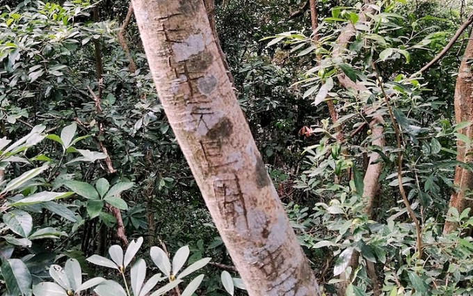 树木被刻字，行山人士大感心痛。香港行山远足之友FB