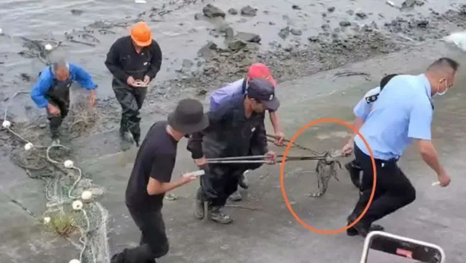 黄浦江畔惊现鳄鱼，连续6天地毯式搜寻，警方携手多部门捕获。