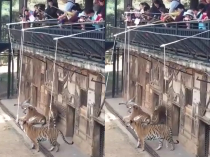 云南野生动物园「钓老虎」项目安全问题成疑，公司称已立刻进行整改。影片截图