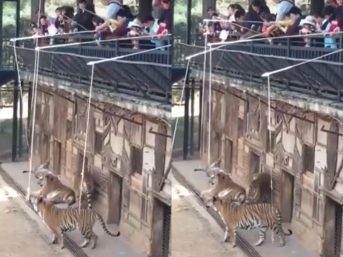 雲南野生動物園「釣老虎」項目安全問題成疑，公司稱已立刻進行整改。影片截圖