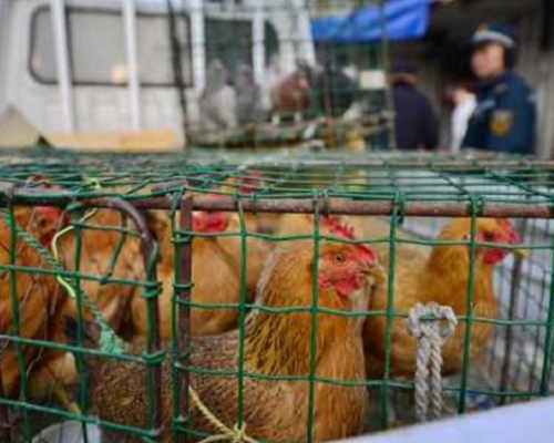 上月160宗確診感染H7N9禽流感發病，61人死亡。