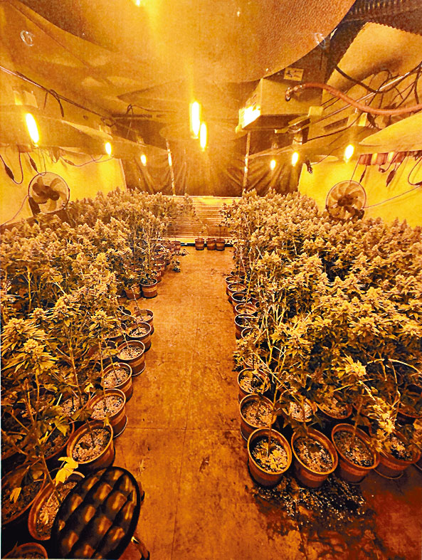 大麻種植場有不同設備加強培植效果。