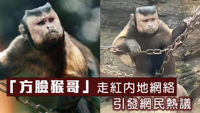 浙江动物园国字脸「猴哥」走红，引发网民热议。网图