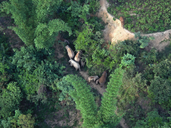 雲南一群亞洲象去年3月開始，由西雙版納的棲息地向北遷徙。新華社圖片