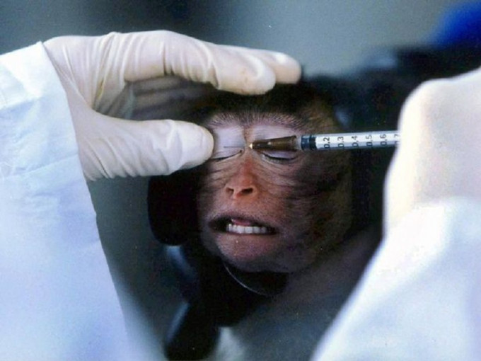 醫療團隊研發疫苗期間，不少動物成為試驗對象，動物權益引發爭議。網圖