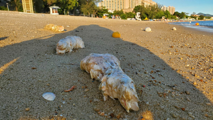 黄金泳滩去年7月离奇浮现一堆猪手及鸡翼。资料图片
