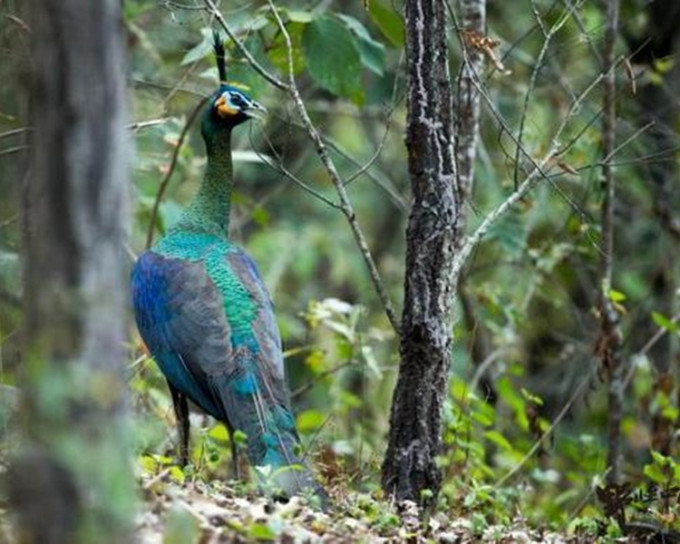 恐龍河州級自然保護區是全球最重要的綠孔雀棲息地。