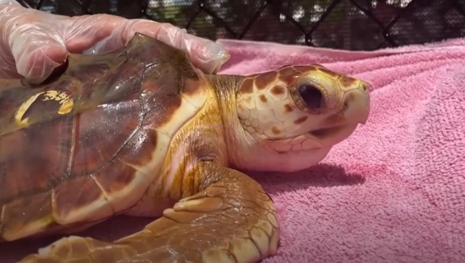 美國佛羅里達海岸新生海龜過去4年全為雌性。路透