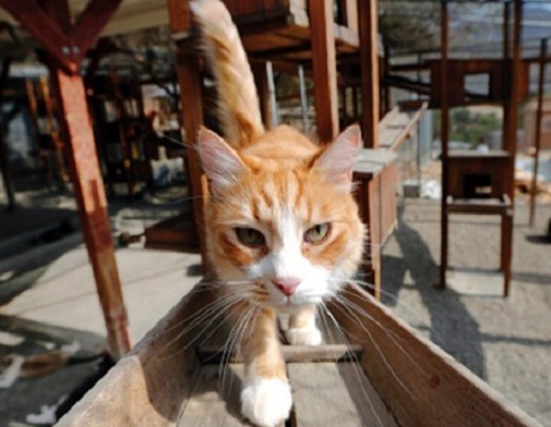 日本福岡一名代課老師，涉嫌以踩踏方式殺死20隻貓。 AP