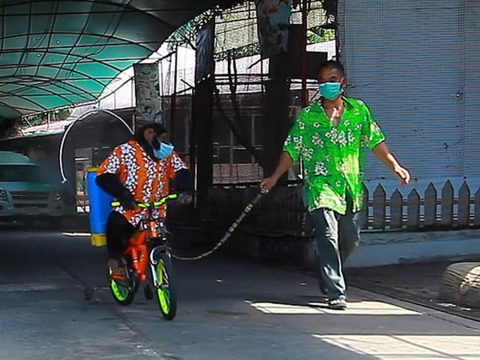 泰国动物园工作人员带着黑猩猩戴口罩踩单车帮忙消毒园区。(网图)