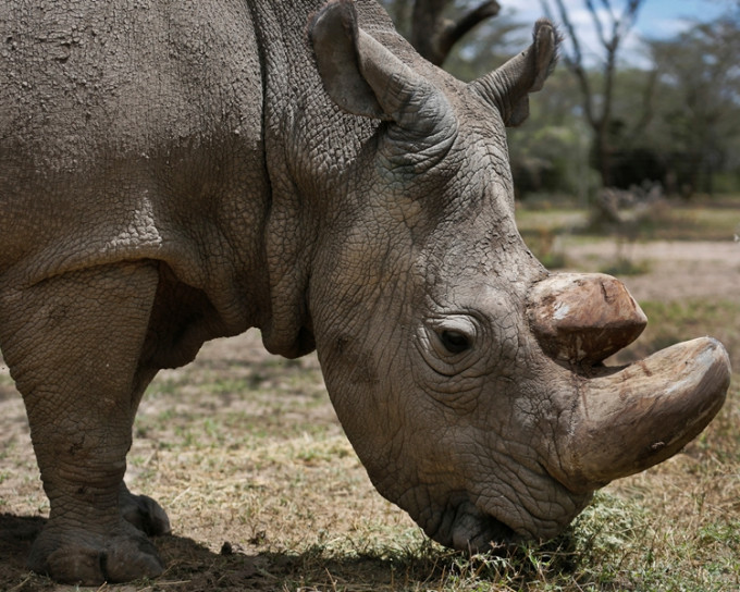 全球最後一隻雄性北白犀「蘇丹」年初逝世。AP