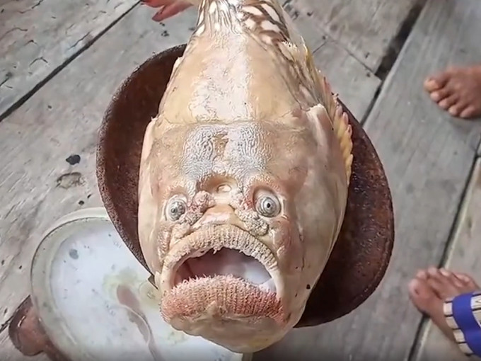 泰国一男子日前出海捕鱼时，意外捕获一条「人面鱼」。影片截图