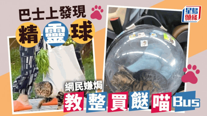 貓咪坐精靈球搭巴士，但網民擔心貓包不通風較焗。