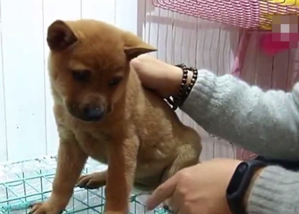 一名男子到宠物店买下一只柴犬，但他其后发现花了6000元人民币买回家的是一只唐狗。  网上图片