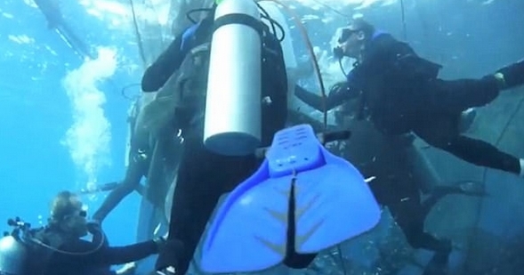 潜水组织Tuxus几名潜水员奋力解救4条被困渔网的鲸鲨。(网上图片)