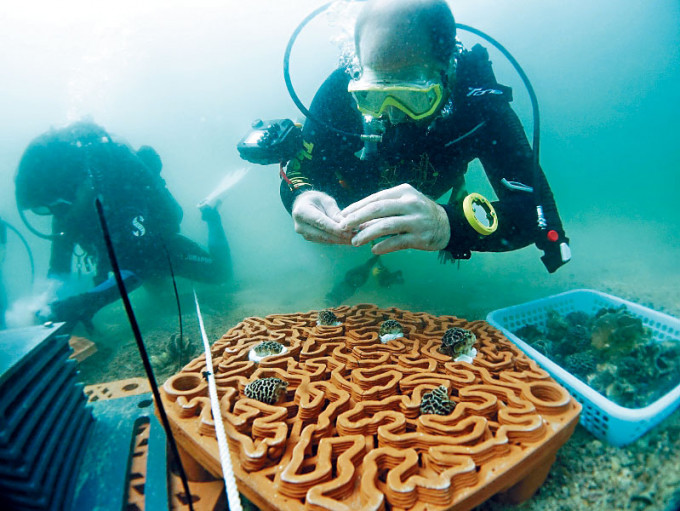 珊瑚礁盤提供結構複雜的基礎供珊瑚碎片附着生長，提高存活的機會。