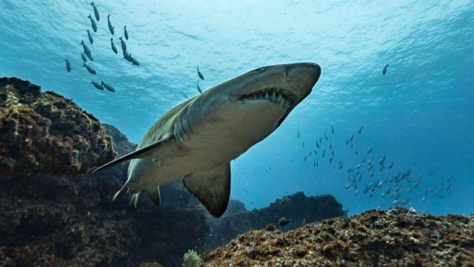 夏威夷毛伊島發生鯊魚咬死人事件。示意圖片