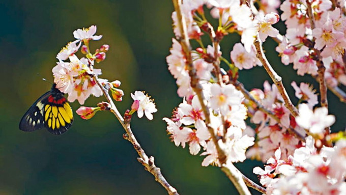 春暖花开，城门谷公园的樱花盛开。