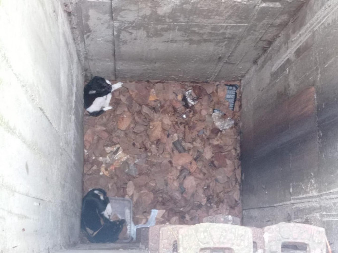 兩隻小狗被困沙井。香港動物報﻿FB圖片