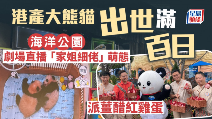 港产大熊猫百日宴｜公园派姜醋红鸡蛋 剧场实时直播「家姐细佬」萌态