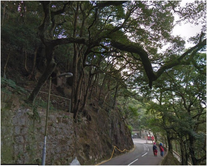 左边山坡上一棵约10米高的大树突然向下倾斜。网图