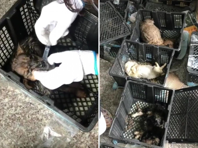 发臭「宠物盲盒」滞留苏州中通快递站，21只猫狗死亡，幸存的也染上疾病。