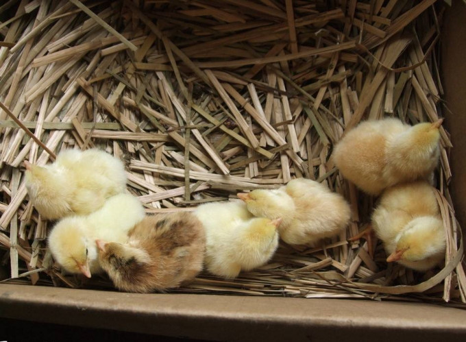杭州有小學老師留功課是要孵小雞。網上圖片