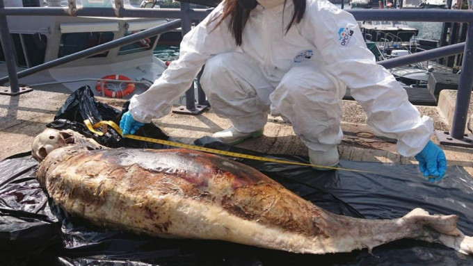 江豚尸体严重腐烂。香港海洋公园保育基金提供