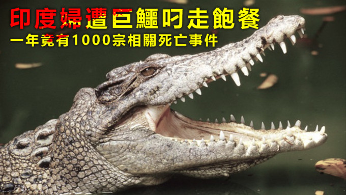 當地棲息了約1500多條鱷魚，常發生鱷魚攻擊人事件。資料圖片