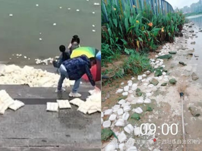 南宁市近日有多名市民到江边投掷馒头喂鱼。网图