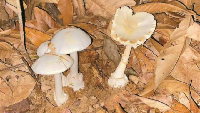 深圳龍崗發現蘑菇界「毒王」白毒傘。