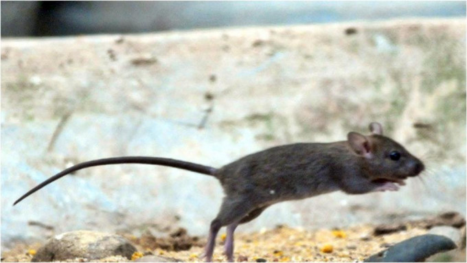 小区灭鼠行动收集到1060只死鼠及捕获1024只老鼠。资料图片