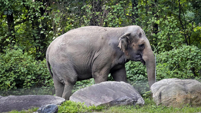 纽约布朗克斯动物园的亚洲象「Happy」。AP图