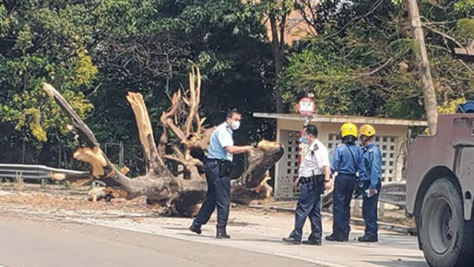 大埔公路沙田岭段有大树塌下。网上图片