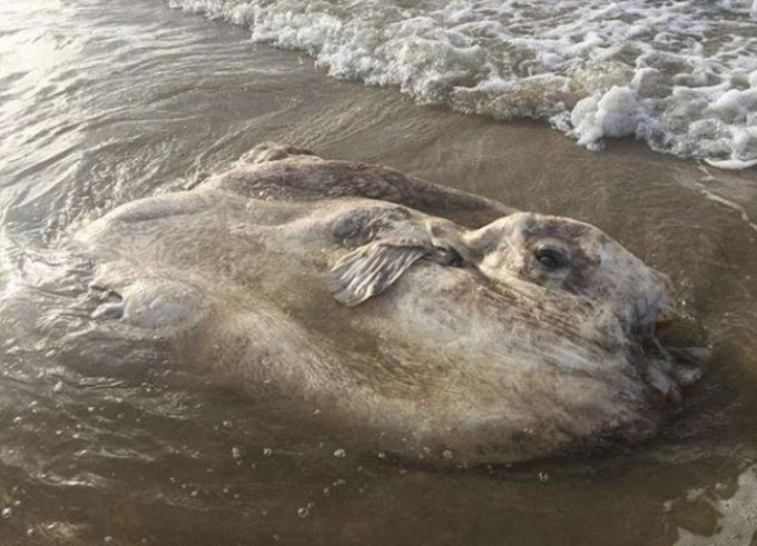 有網民在昆士蘭一個海灘發現該條體型既龐大又扁平的魚。
