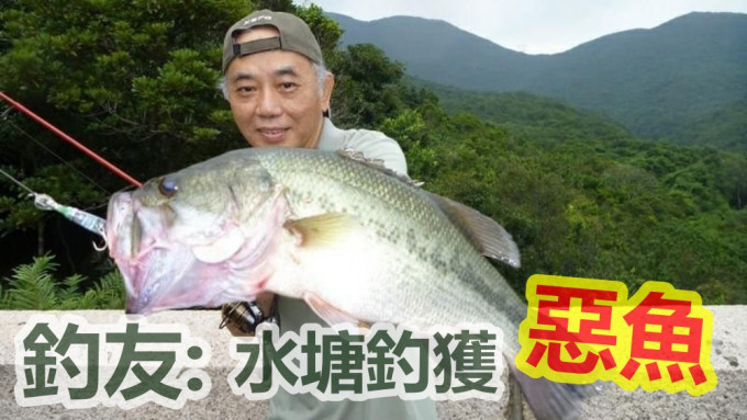 邹先生曾在水塘钓获属外来物种鱼类，包括凶猛的大口黑鲈。