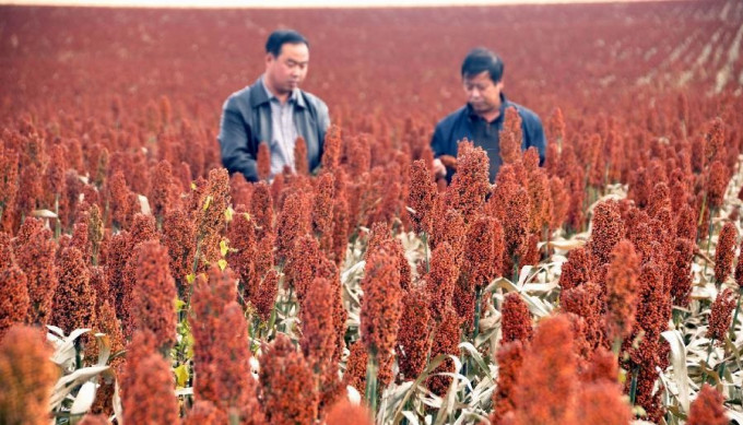 中國高粱種植戶。新華社圖片