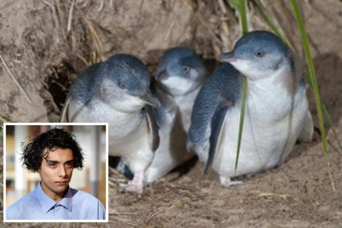 傑弗里（小圖）隨手用棍打死6隻小企鵝，被控虐得動物致死亡。