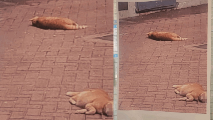 有街坊在慈雲山慈樂邨樂旺樓大廈門口貼出告示，指兩隻貓從高處墮下慘死。